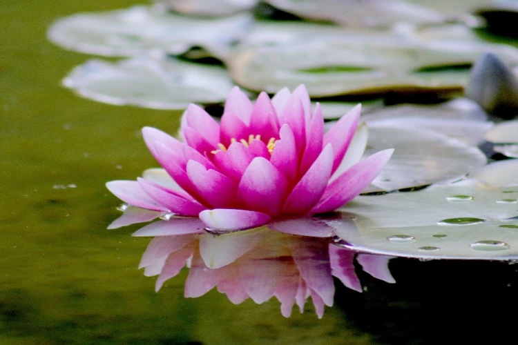 Ket. Foto: Bunga teratai pink di sebuah kolam (Foto/Pexels @diego-madrigal)