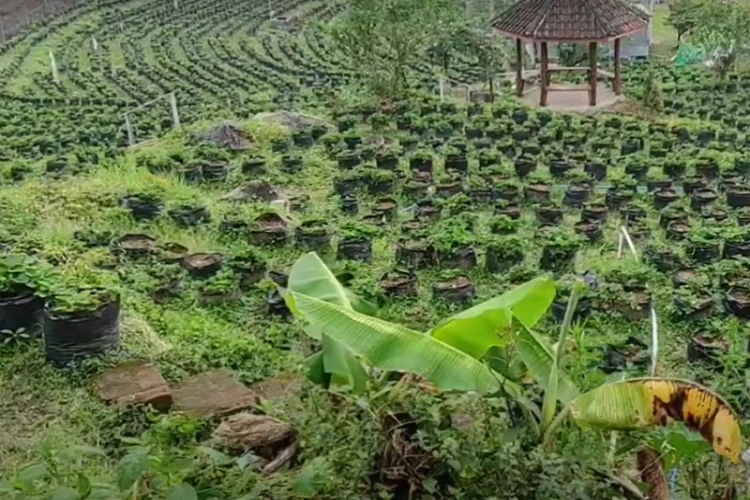 Ket Foto: Petik Stroberi Padusan yang Terletak di Mojokerto