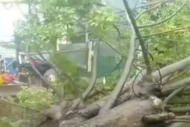 Tangkap layar video yang memperlihatkan peristiwa pohon tumbang di Pondok Cabe Tangerang Selatan