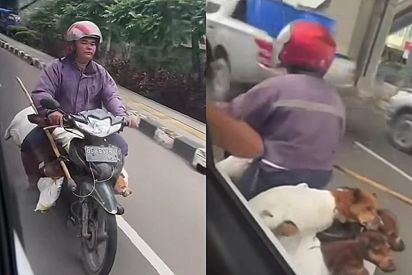 Aktivis pencinta hewan laporkan penjagal anjing di Palembang. Kasus viral ini soroti pentingnya perlindungan hewan.
