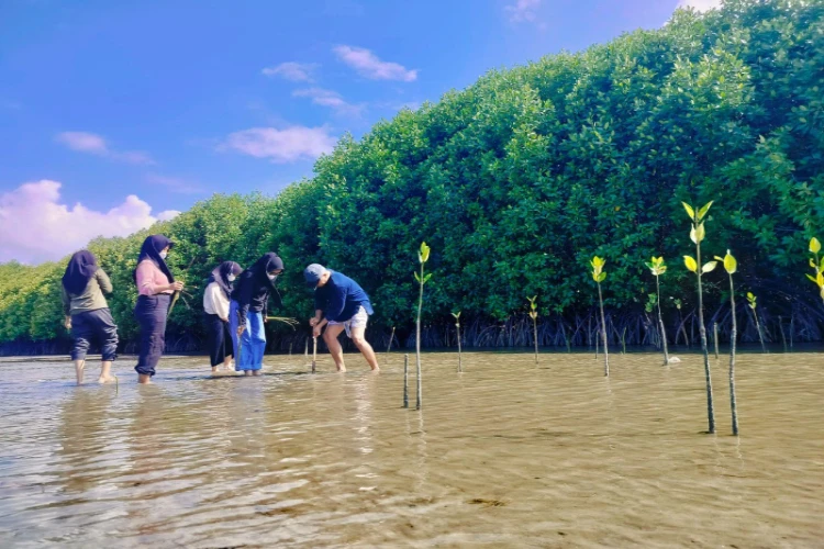 Ket. Foto: Penanaman Ribuan Bibit Bakau di Parigi Moutong Dilakukan oleh Lembaga Pecinta Alam dan Petualangan El Capitan Indonesia