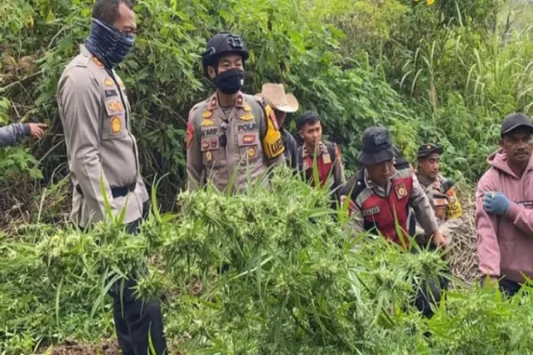 Polisi menemukan ribuan tanaman ganja di Taman Nasional Bromo, 4 tersangka berhasil diamankan.
