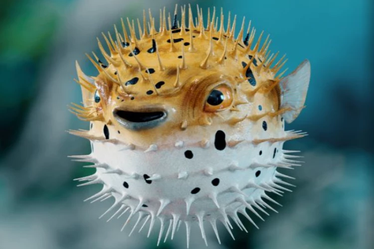 Ket. Foto: Ikan buntal dengan berbagai fakta menariknya (Foto/Pinterest @behance.net)