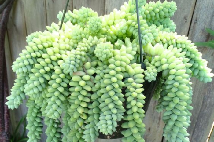 Ket Foto: Tanaman Hias Sedum (Foto/Pinterest @sukulenler)
