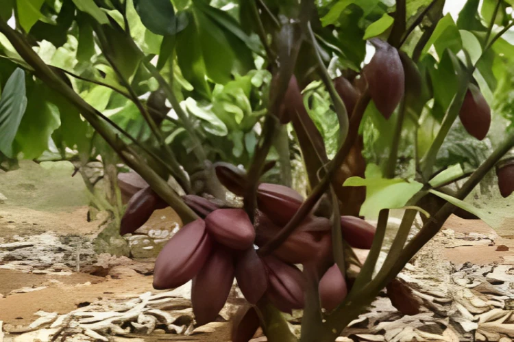 Ket. Foto: Kualitas Kakao Non Fermentasi Disebutkan Dinas Perkebunan Sulawesi Tenggara Sangat Dipengaruhi Tingginya Curah Hujan