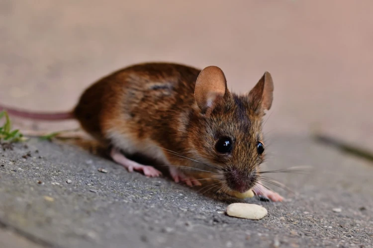 Ilustrasi tikus yang memasuki area rumah dan jalanan warga di Kecamatan Tirtajaya Kabupaten arawang