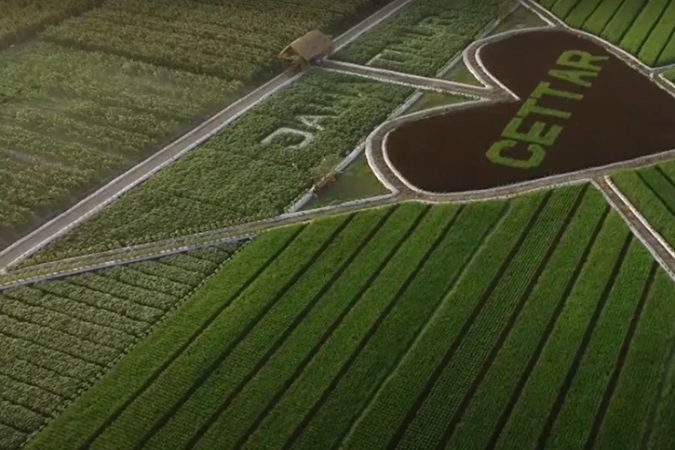 Ket Foto: Crop Circle di Kediri