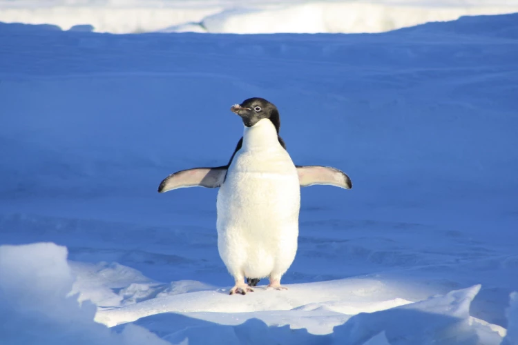 Ket. Foto: Seekor penguin yang berada di kutub selatan (Foto/Pexels @pixabay)