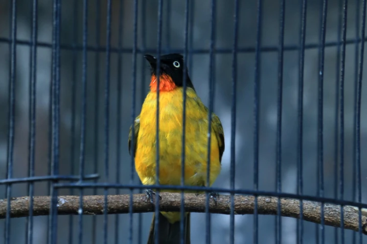 Ket. Foto: Burung peliharaan di dalam sangkar (Foto/Pexels @saturnus99)
