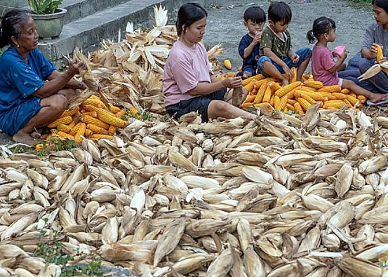Ket. Foto: Sulteng Mengalami Surplus Jagung Pipilan Kering pada Tahun 2024