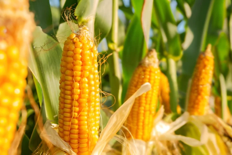Ket. Foto: Produksi Pertanian Jagung Seluas 1 Hektare di Lebak Dikabarkan Dapat Menghasilkan Keuntungan Bersih 25 Juta Rupiah Setiap Kali Panen
