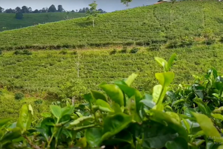 Ket Foto: Kebun Teh Cipasung di Majalengka