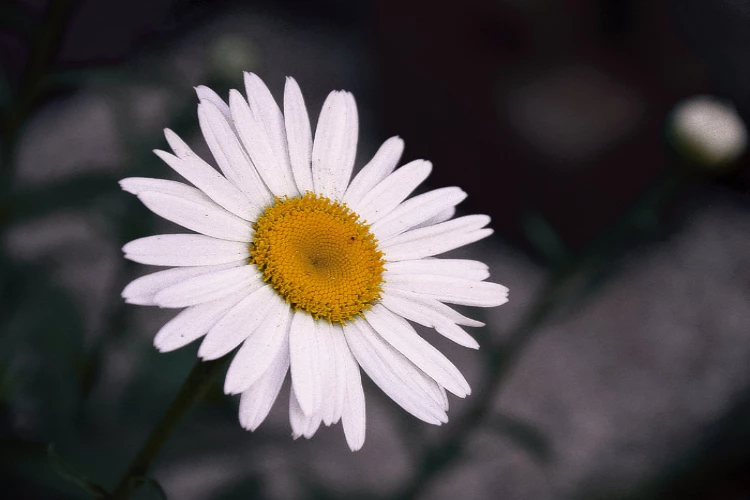 Ket. Foto: Bunga aster dengan berbagai makna menarik yang dimilikinya (Foto/Pexels @iaia881)
