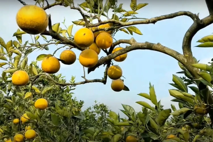 Ket Foto: Agro Petik Jeruk di Malang