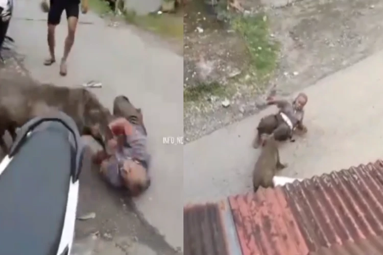 Tangkap layar video seorang warga diserang babi hutan di Padang Pariaman hingga jatuh tersungkur