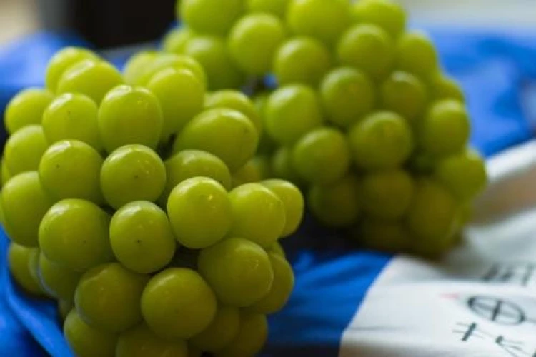 Bapanas beberkan hasil uji residu pestisida anggur shine Muscat. 90 persen aman untuk dikonsumsi, sisa 10 persen terkendali.