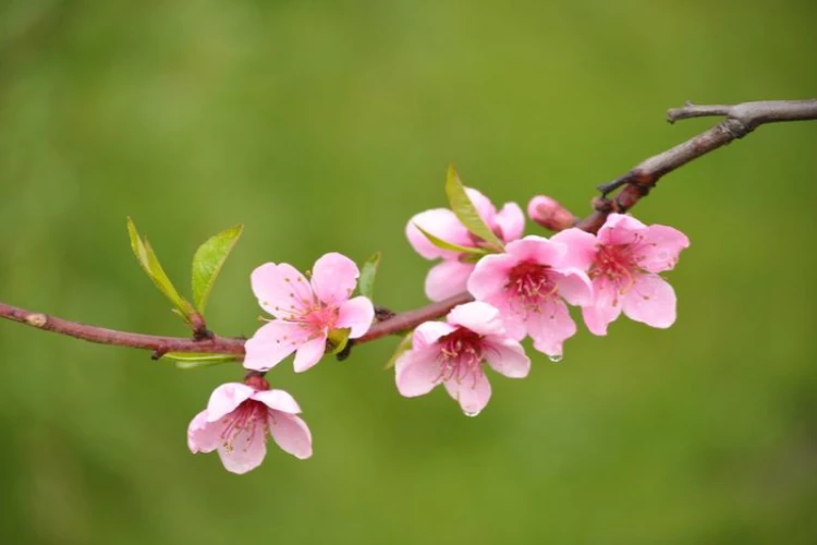 Ket. Foto: Bunga plum dengan makna yang dimilikinya (Foto/Pinterest @zawiasfx.deviantart.com)