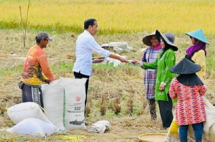 <p>Ket. Presiden Jokowi datangi petani yang panen (Foto/Instagram/Jokowi) </p>
