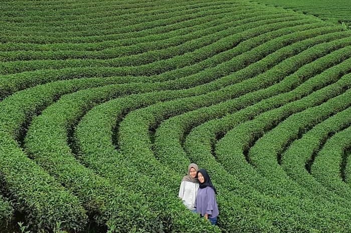 <p>Ket Foto: Pesona Kebun Teh Cikuya Lebak (Foto/Instagram/@wisatakebuntehcikuya)</p>
