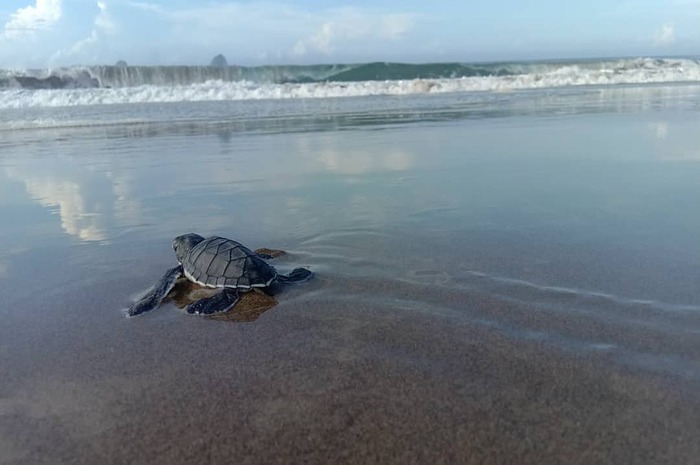 <p>Ket Foto: Pesona Pantai Sukamade Jawa Timur (Foto/Instagram/@pantaisukamade)	</p>
