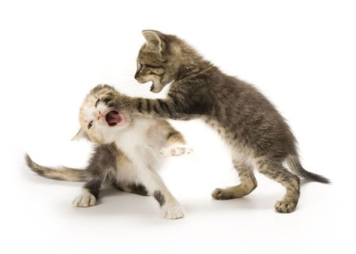 Ket. Foto: Dua kucing yang sedang berkelahi (Foto/Pinterest @huffingtonpost.com)