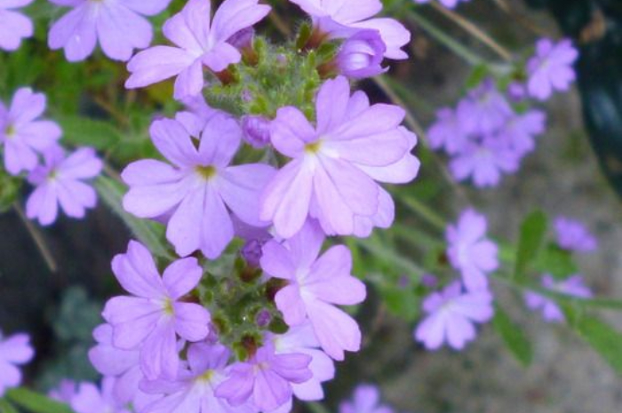 Ket Foto: Tanaman Hias Bunga Fairy Foxglove (Foto/Pinterest @growsonyou)