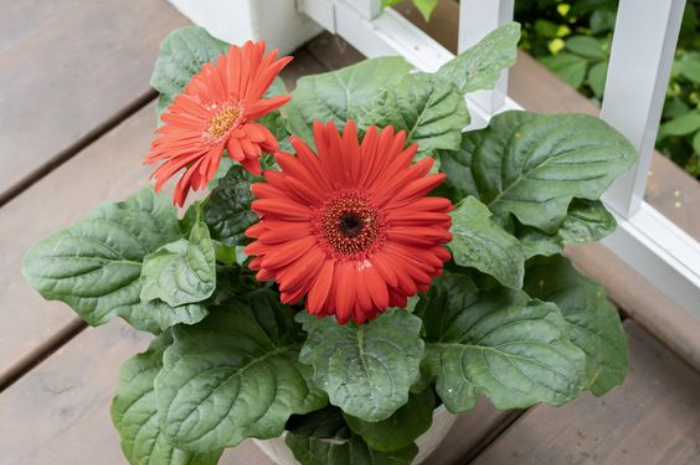 Bunga Garber Daisy
