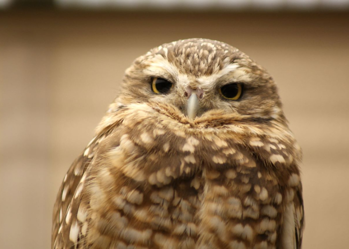 Ket. Foto: seekor burung hantu yang sedang melotot (Foto/Flickr @smurphette)