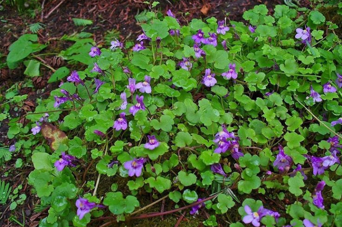 Ket Foto: Tanaman Hias Bunga Kenilworth Ivy yang Anggun (Foto/Pinterest @etsy)