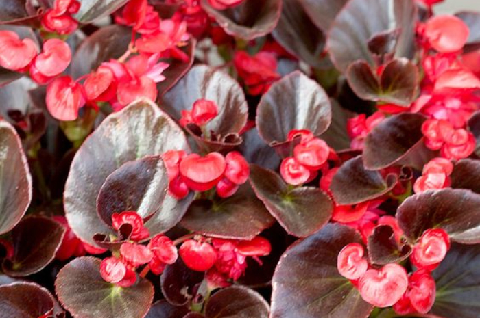 Bunga Begonia yang Indah dan Memiliki Banyak Warna