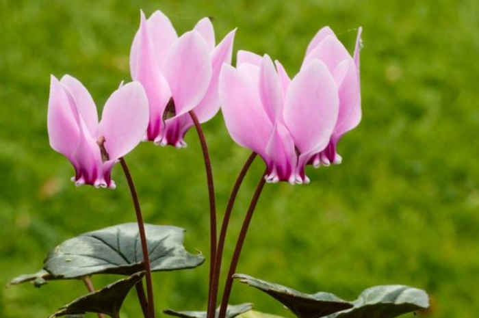 Bunga Cyclamen yang Cocok di Tanam dalam Ruangan
