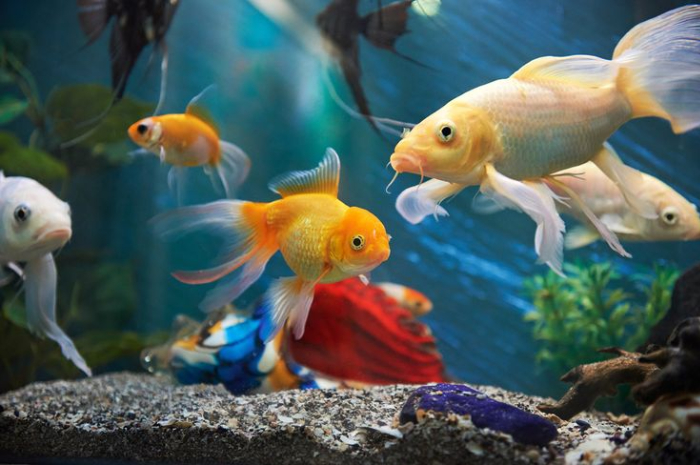 Ket. Foto: Berberapa ikan hias di dalam akuarium (Foto/Pinterest @nypost.com)