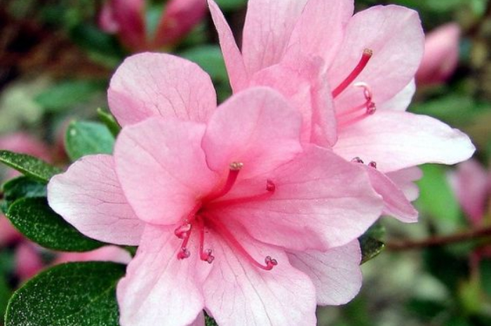 Tanaman Hias Bunga Azalea