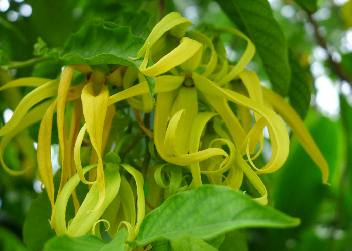 Ket. Foto: Bunga kenanga dengan berbagai manfaat kesehatannya (Foto/Flickr @scottzona)