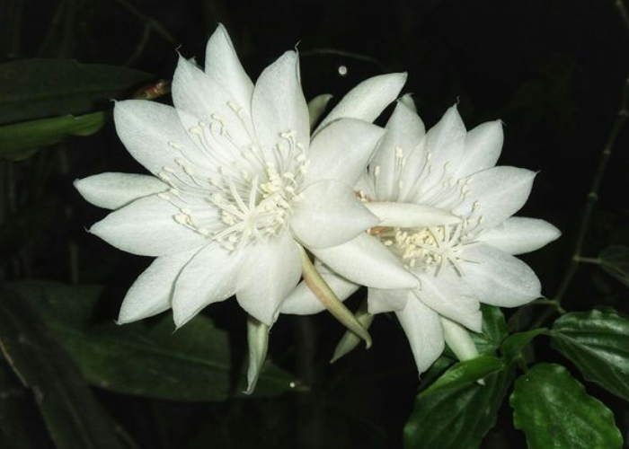 Ket. Foto: Bunga wijaya kusuma yang mekar di malam hari (Foto/Pinterest @eNeLHa8811)