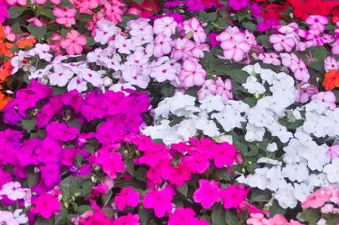Ket Foto: Bunga Impatiens yang Indah (Foto/Pinterest @thisismygardening)