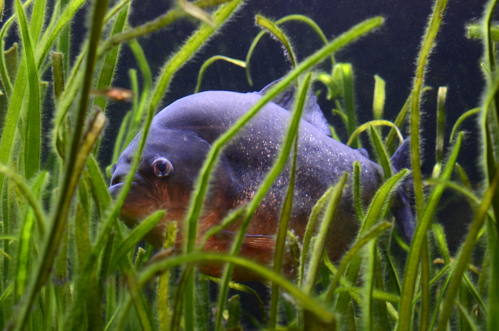 Ket. Foto: Ikan piranha di antara rerumputan (Foto/Pixabay @anncapictures)