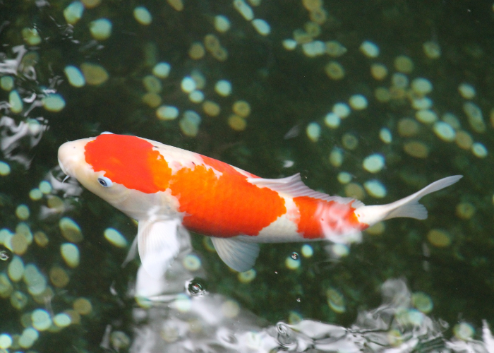 Ket. Foto: Seekor ikan koi di dalam sebuah kolam (Foto/Pixabay @glorfmorph)