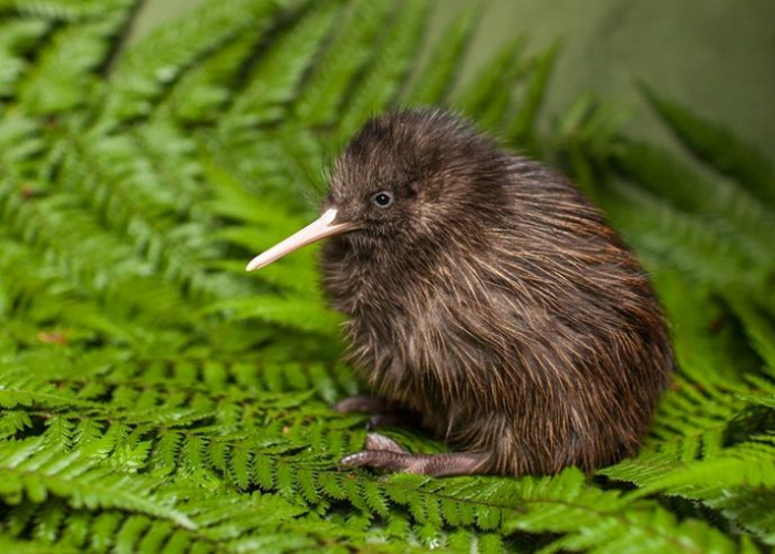 Ket. Foto: Seekor burung kiwi yang duduk di atas dedaunan (Foto/Pinterest @betsuacayunao)