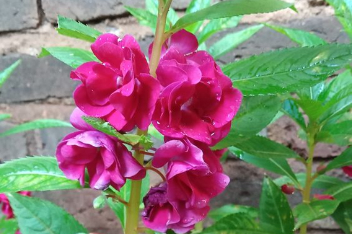 Ket Foto: Tanaman Hias Pacar Air (Foto/Pinterest @dee)