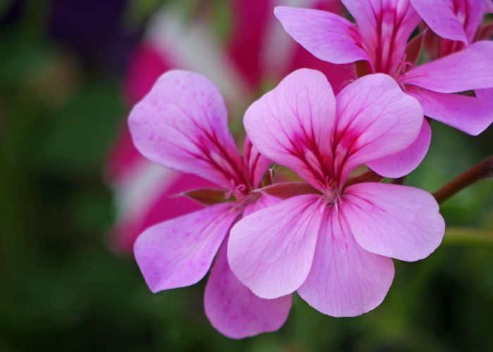 Ket. Foto: Bunga geranium berwana merah muda (Foto/Flickr @mattc68)