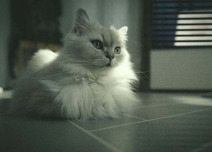 Ket. Foto: Kucing persia berbulu putih yang duduk di lantai (Foto/Pexels @nui-malama)