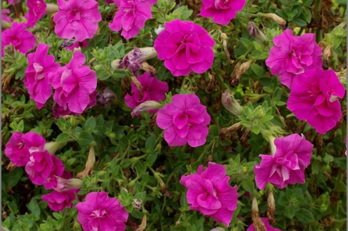 Ket Foto: Bunga Calibrachoa yang Ditanam di Taman Balkon Rumah (Foto/Pinterest @plantgallery)