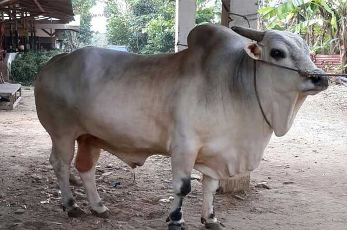 <p>Foto: anjuran qurban muhammadiyah.</p>
