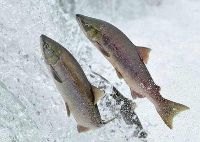 Ket. Foto: Ikan salmon yang berenang di melawan arus (Foto/Pinterest @flickr.com)