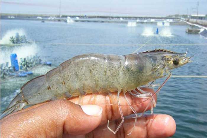 <p>Foto: Illustrasi benih udang vaname.</p>
