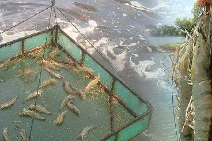 <p>Foto: Illustrasi budidaya udang vaname Buol. </p>
