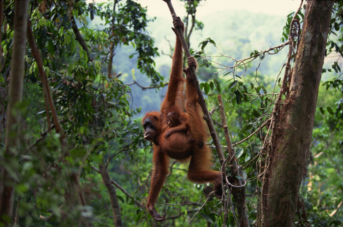 <p>Ket Foto: Kedaan Orangutan Saat Ini dan Akan Datang (Foto/Canva/Orangutan)</p>