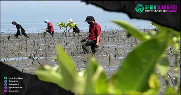<p>Sejumlah orang lakukan penanaman bibit mangrove (Ilustrasi Gambar)</p>
