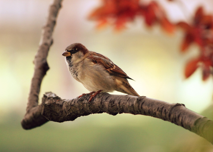 Ket. Foto: Burung gereja yang dikenal sebagai hewan herbivora (Foto/Pixabay @gabicuz)